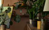 Essas são as melhores plantas para ter em casa se você tem preguiça de cuidar delas