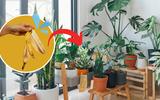 A água de banana é indicada como fertilizante caseiro fácil para as suas plantas, mas será que funciona? Esses especialistas têm a resposta