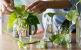 Como cuidar da planta jiboia e qual o melhor lugar para colocar dentro de casa?