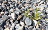 Como se livrar de ervas daninhas em cascalho: essas soluções naturais são eficazes