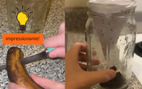 Adeus moscas de fruta na cozinha: truque simples é a solução para acabar com o problema na sua casa