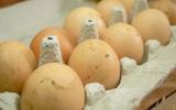 O que acontece se comer ovo estragado? Real perigo vem à tona em dicas de especialista
