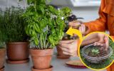 Tenha sempre manjericão fresco e saboroso em casa: aqui estão os segredos para plantar a erva em vaso ou no chão