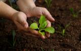 Nem café, nem casca de ovo: esse fertilizante caseiro é o "ouro verde" da jardinagem, faz até as plantas mais fracas crescerem!