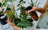 As melhores opções de plantas que você pode ter se mora em apartamento, não exigem muito cuidado e decoram o ambiente