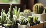 Nem cacto, nem zamioculca: essa planta não precisa de água e ainda perfuma a sua casa