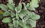 Muita gente tem essa planta no quintal, mas não sabe do seu poder: erva turbina a memória e reduz as ondas de calor