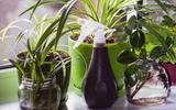 Como cuidar das suas plantas: confira as dicas