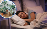 Agora eu durmo como um bebê: passei a cultivar plantas calmantes em casa e minhas noites de sono melhoraram