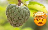 Essa fruta esquecida na feira é um superalimento que pode diminuir o crescimento de câncer, mas que tem contraindicações