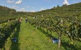 Vinho e viagem: descubra destinos do Brasil para degustar a bebida e viajar nas histórias das vinícolas