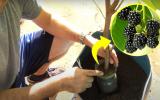 Como plantar amora em vaso: com esse passo a passo de um biólogo ficou fácil