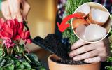 Os incríveis benefícios da casca de ovo para as plantas: aprenda como usar e veja suas plantinhas florescerem