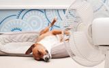 Climatizador e ventilador na Black Friday: Veja 4 opções com bons descontos no Mercado Livre!