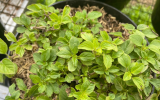 É assim que eu sempre tenho orégano fresco em casa: truques simples que fazem a planta crescer muito