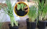 Horta em casa: aqui estão todas as dicas para você criar mudas e cultivar a cebolinha em vaso