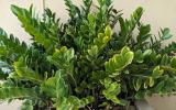 Os melhores lugares da casa para colocar a zamioculca, conhecida como a planta da fortuna!