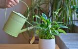Nem precisa de sol: 7 plantas de sombra perfeitas para ter dentro de casa