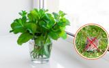 A planta que vai espantar os ratos da sua casa de um jeito cheiroso: plante em vasos e coloque nas entradas, janelas e áreas por onde essa praga possa passar