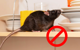Nunca mais tive problemas com ratos na minha casa depois que passei a afastá-los assim, sem venenos!