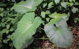 Você sabe o que são PANCs? Entenda tudo sobre as plantas alimentícias não convencionais e como consumir