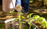 Qual é o melhor horário para regar as plantas e por que não é à noite?