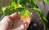 O truque que sempre dá certo para salvar plantas com as pontas das folhas ficando marrons