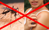 Dica de dona de casa não tem erro: é isso que elas fazem para manter os mosquitos longe. É muito fácil!