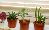 Essa planta odiada por moscas é perfeita para você ter na sua janela