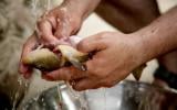 Como limpar peixe: confira as dicas do TudoGostoso