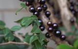 Com esse adubo caseiro o seu pé de jabuticaba vai explodir de tantos frutos: aprenda também como cultivar, regar e podar a jabuticabeira