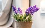 O segredo das lavandas: o item simples no solo que transforma as flores em uma planta exuberante