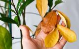 Surgiram folhas amarelas na minha zamioculca e essas dicas salvaram a planta