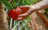 Nunca mais comprei tomate no mercado depois que aprendi que é muito fácil ter em casa (e orgânico!)