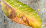 É por isso que as pontas das folhas das suas plantas ficam marrons