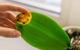 Veja por que a pontinha da folha da sua planta está seca ou queimada (e como resolver o problema!)