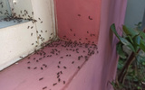 Nem bicarbonato, nem inseticida: essas são as melhores maneiras de eliminar formigas da sua casa de um jeito natural e eficaz