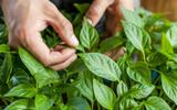 Esses são os 3 maiores erros ao plantar manjericão: saiba como cultivar para que as folhas fiquem verdinhas, perfumadas e saborosas nas suas receitas