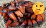 Cozinhou muito pinhão? Aprenda como guardá-lo do jeito certo para não precisar jogar fora!
