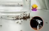 Adeus formigas: aprenda o truque com ingredientes simples para espantar esses insetos insistentes