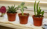 Não conseguia cultivar suculentas em casa, mas com essas dicas elas ficaram lindas