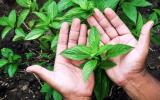 Benefícios do manjericão: erva acaba com aftas, controla a glicose, ajuda na saúde do coração e muito mais! Descubra o poder dessa plantinha!