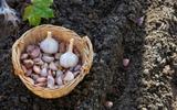 Use o alho desta forma em suas plantas e árvores e diga adeus a qualquer praga
