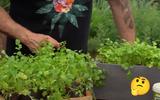 Eu amo coentro e só uso fresco nas receitas depois que aprendi com um jardineiro os segredos para cultivar o tempero em casa