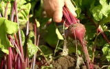 Beterraba livre de agrotóxicos só plantando em casa: esse é o melhor passo a passo para plantar em vaso ou no canteiro e com dicas de cultivo!