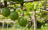 Poucos sabem, mas essas são as etapas para plantar maracujá no quintal e colher belos frutos