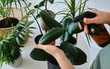 Esse truque caseiro mudou todas as plantas da minha casa; elas cresceram do dia para a noite!