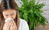 6 plantas que você nunca deve ter em casa se for uma pessoa alérgica