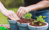 Agora só como coentro direto do vaso: aprendi a plantar com um especialista e é realmente muito fácil, aprenda o passo a passo do plantio e tempo de colheita