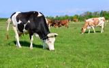 Vaca louca no Brasil: entenda se caso no Pará pode afetar o consumo de carne bovina no país